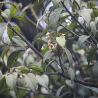 Stemonoporus cordifolius (Thwaites) Alston